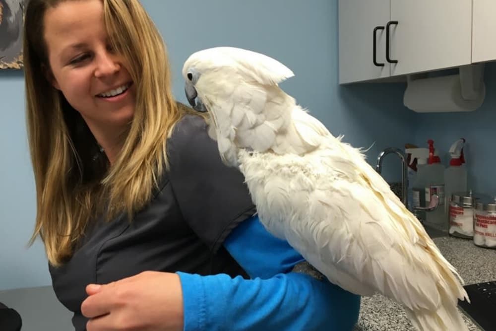 Exotic Pet Care Pet in Lee's Summit, MO Lee's Summit Animal Hospital