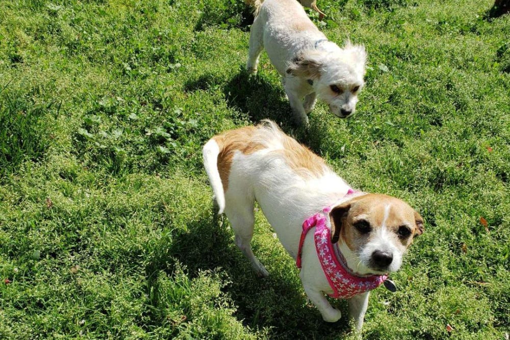 Merced, CA Pet Resort University Pet Resort