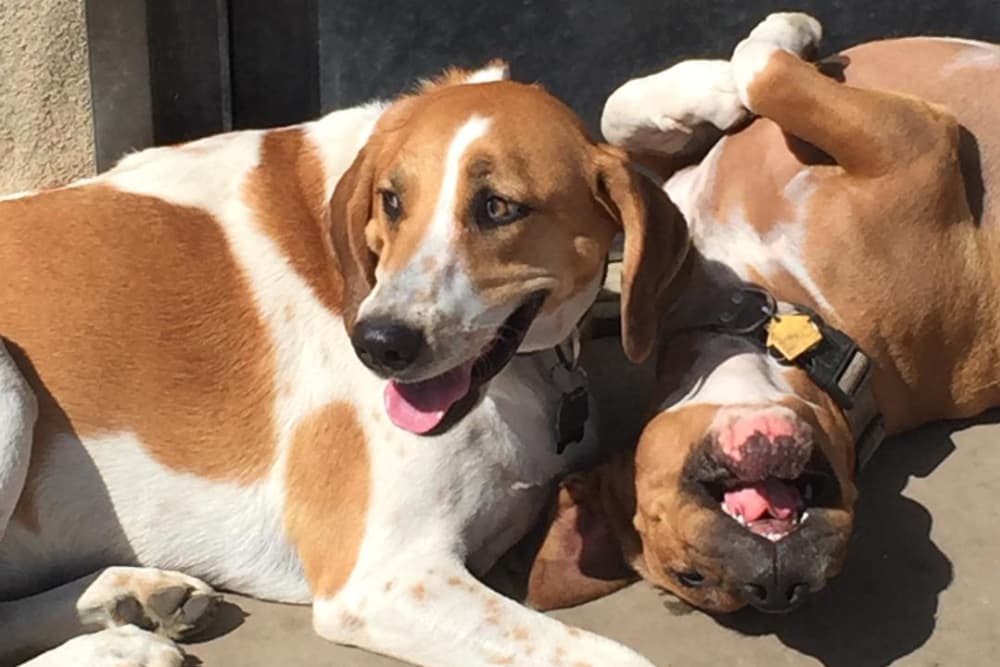 Merced, CA Pet Resort University Pet Resort