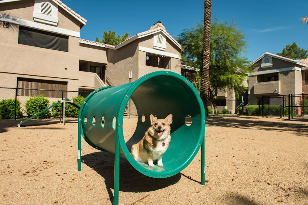 Dog Park at The Palisades at Paradise Valley Mall