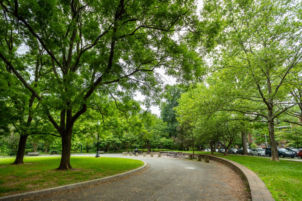 Beautiful tree-lined path through park near AdMo Heights in Washington, District of Columbia