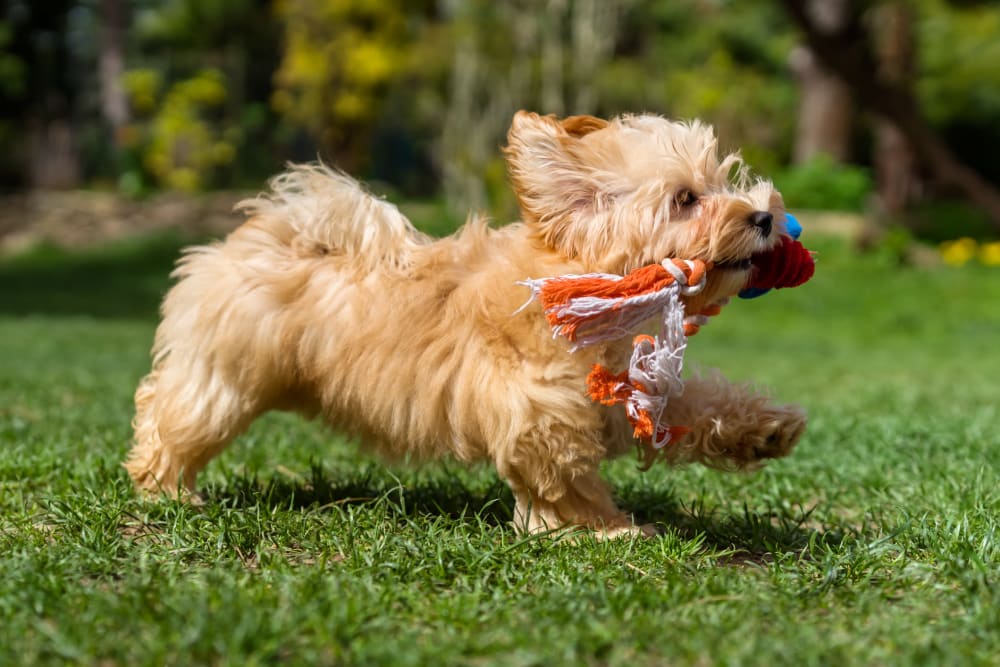 Dog running with a toy at Altura | Apartments & Townhomes in Pensacola, Florida