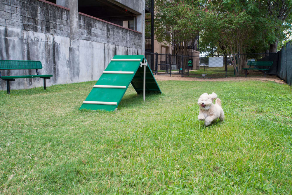 Dog park at The Vintage in San Antonio, Texas
