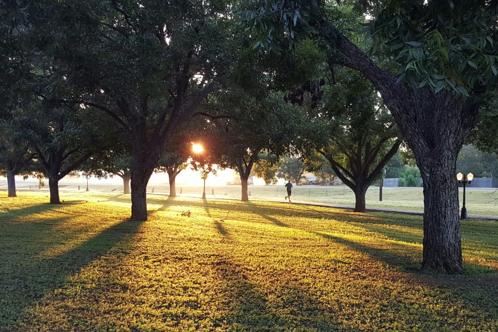 a sunset through the trees at The Boulevard in Philomath, Oregon