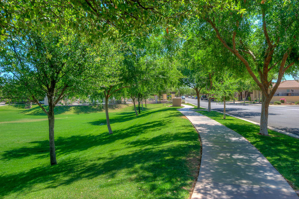 Tree-lined walkway around the community at BB Living at Higley Park in Gilbert, Arizona