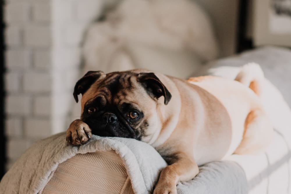 We are pet friendly here at Jefferson House