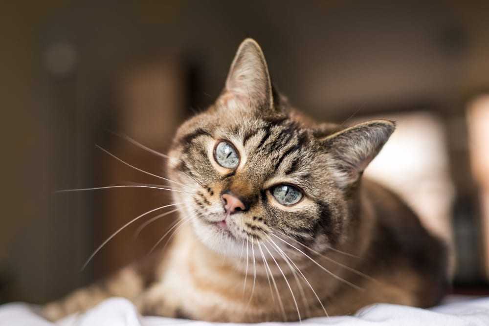 Comfortable cat catches some sun in her pet friendly home at 6 West Apartments in Edwards, Colorado