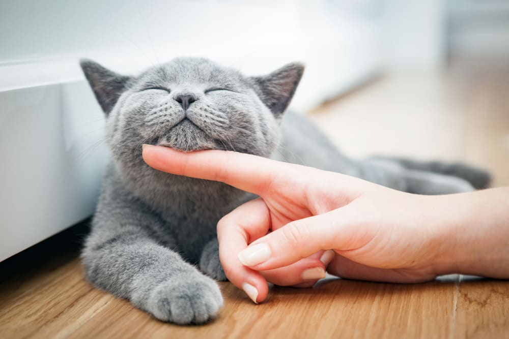 Happy gray cat gets a chin scratch in his Timnath Trail at Riverbend Apartment Homes home - a pet friendly community