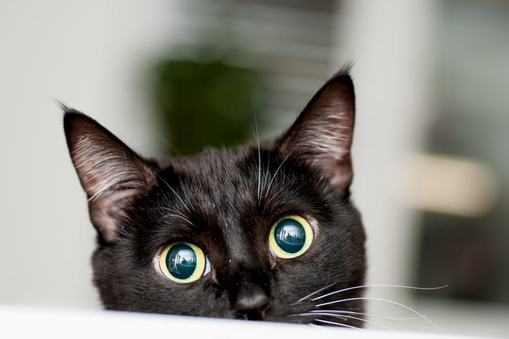 Black cat peeks out with wide eyes in the pet friendly community at 6 West Apartments in Edwards, Colorado