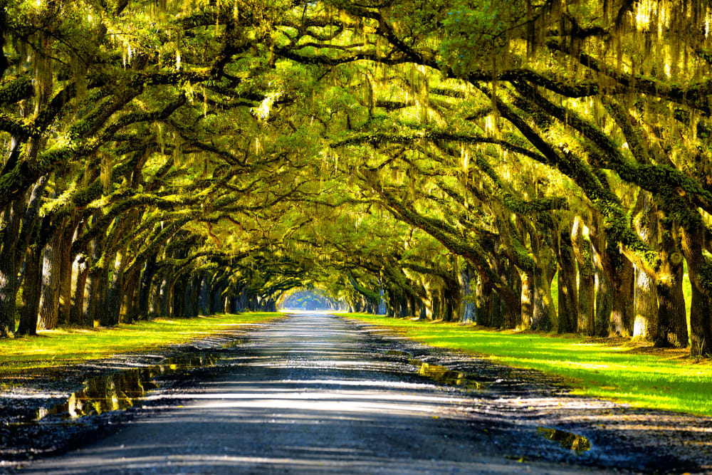 Beautiful scenery near Canal1535 in New Orleans, Louisiana.