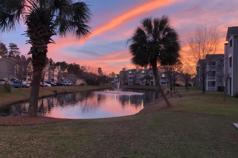 Blue Palmetto Myrtle Beach