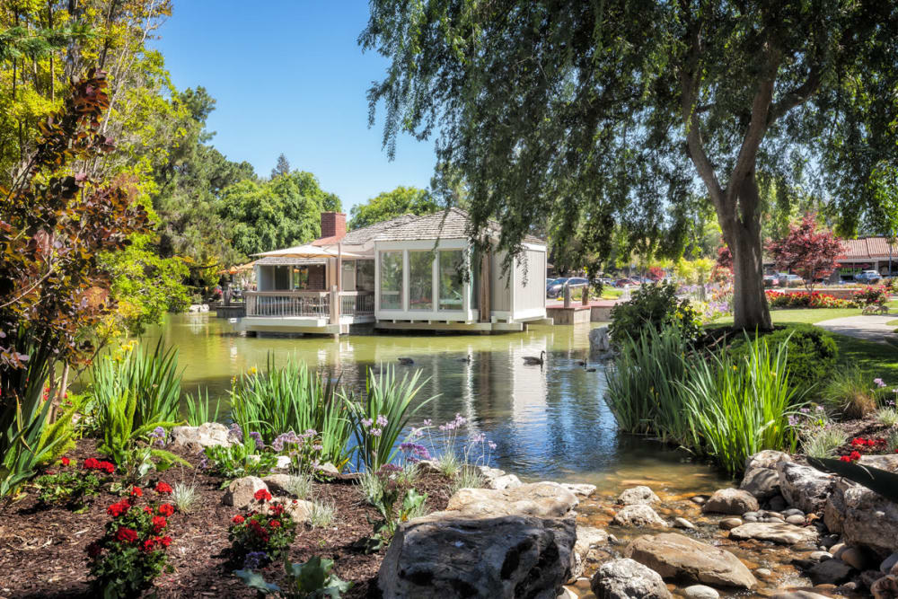 Large trees next to pond at Glenbrook Apartments in Cupertino, California
