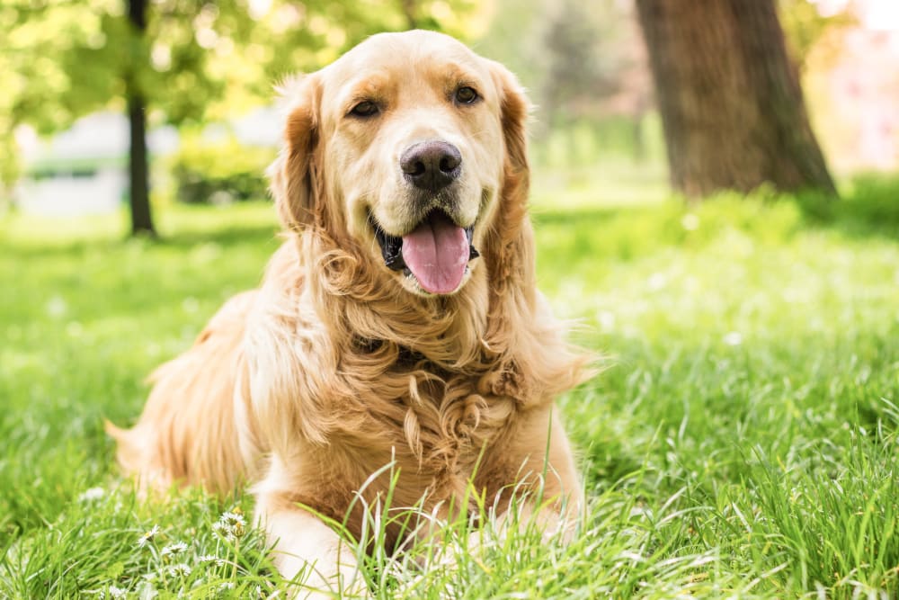 Happy dog sitting in grass at Oaks White Rock in Dallas, Texas
