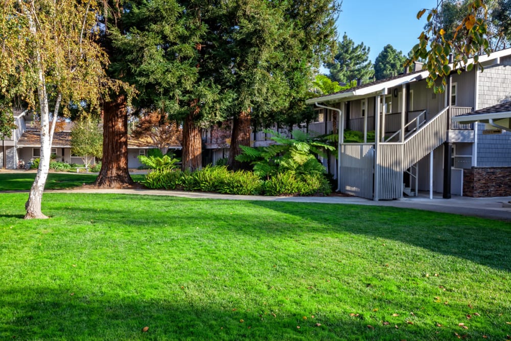 Beautiful lawn at Parkwood Apartments in Sunnyvale, California