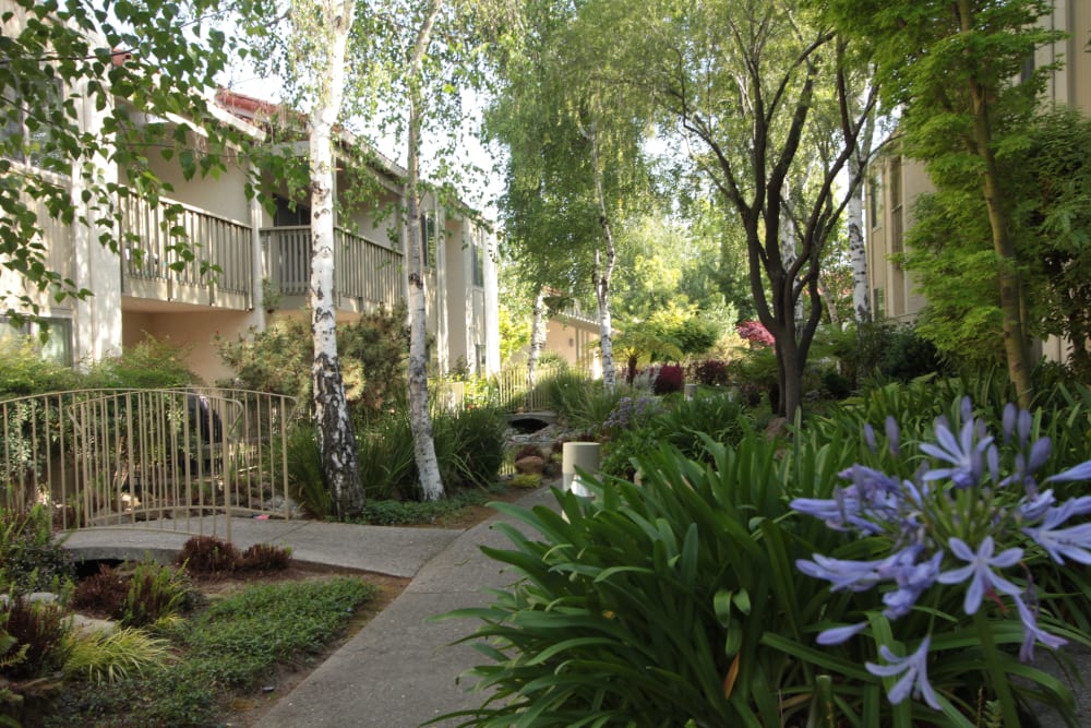 West Santa Clara Ca Apartments Near Sunnyvale Spring Creek