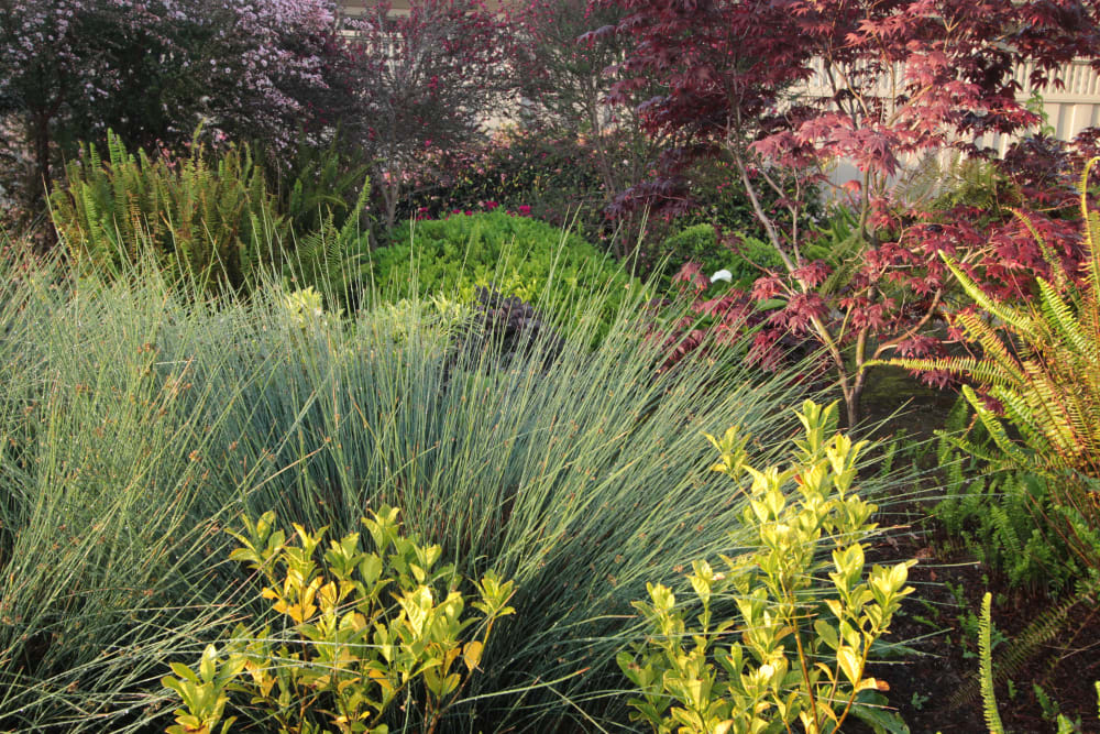 Bushes at Village Green Apartments in Cupertino, California