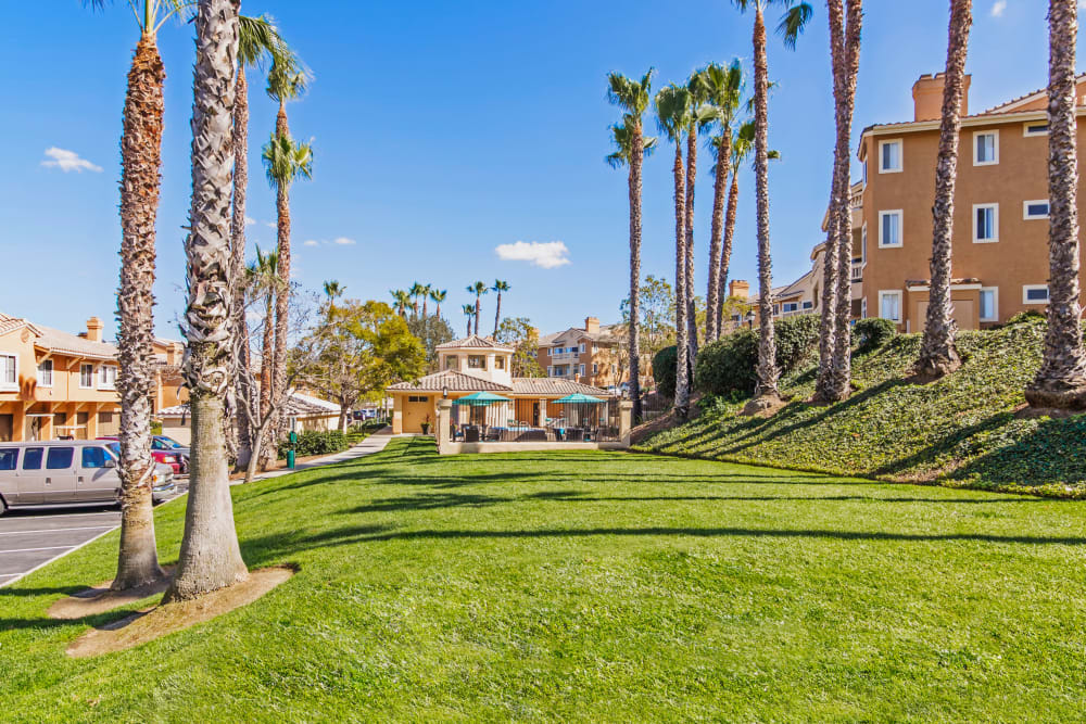 Green grass and palm trees at Sofi Canyon Hills in San Diego, California