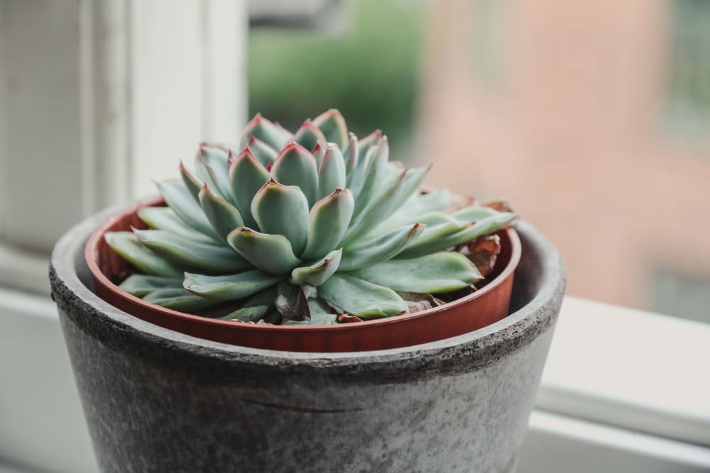 Thriving succulent on the window sill of a model home at EVIVA Midtown in Sacramento, California