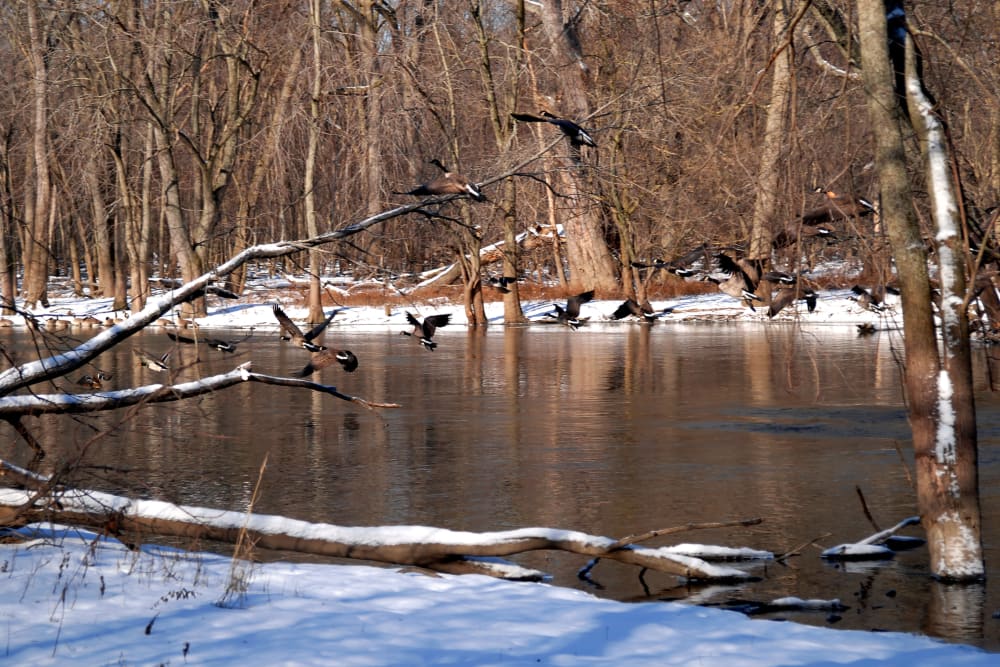 Birds flying near the river in Buffalo Grove, Illinois near 301 Riverwalk Place