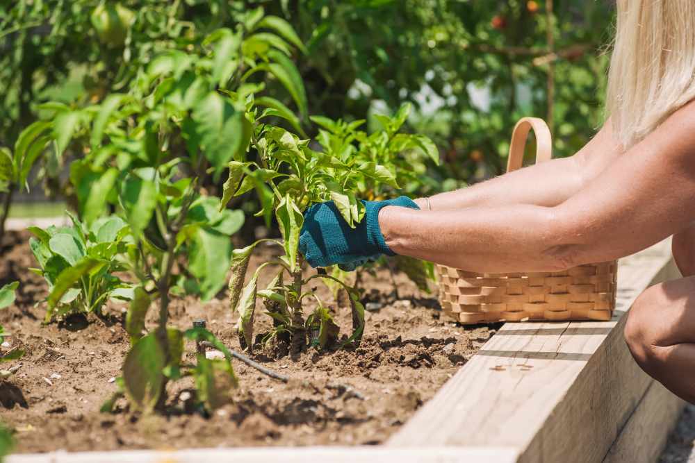 Resident harvesting vegetables in the community garden at Springfield Apartments in Murfreesboro, Tennessee
