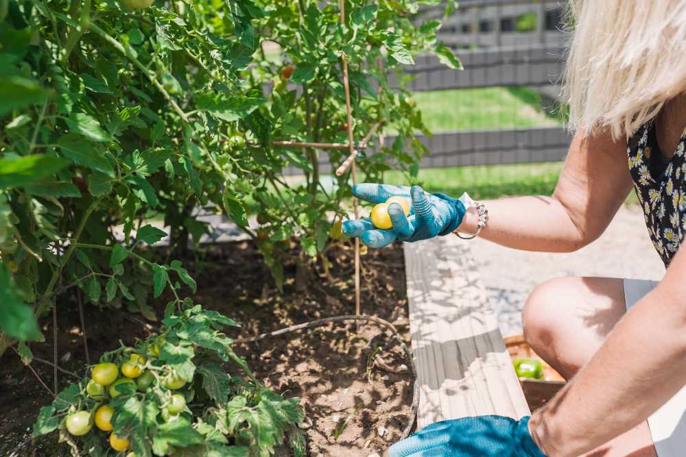 Resident tending plants in the community garden at Springfield Apartments in Murfreesboro, Tennessee