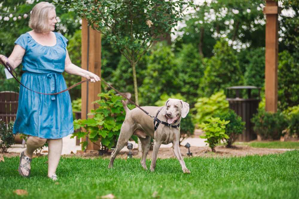 Resident playing with her dog in the dog park at Springfield Apartments in Murfreesboro, Tennessee