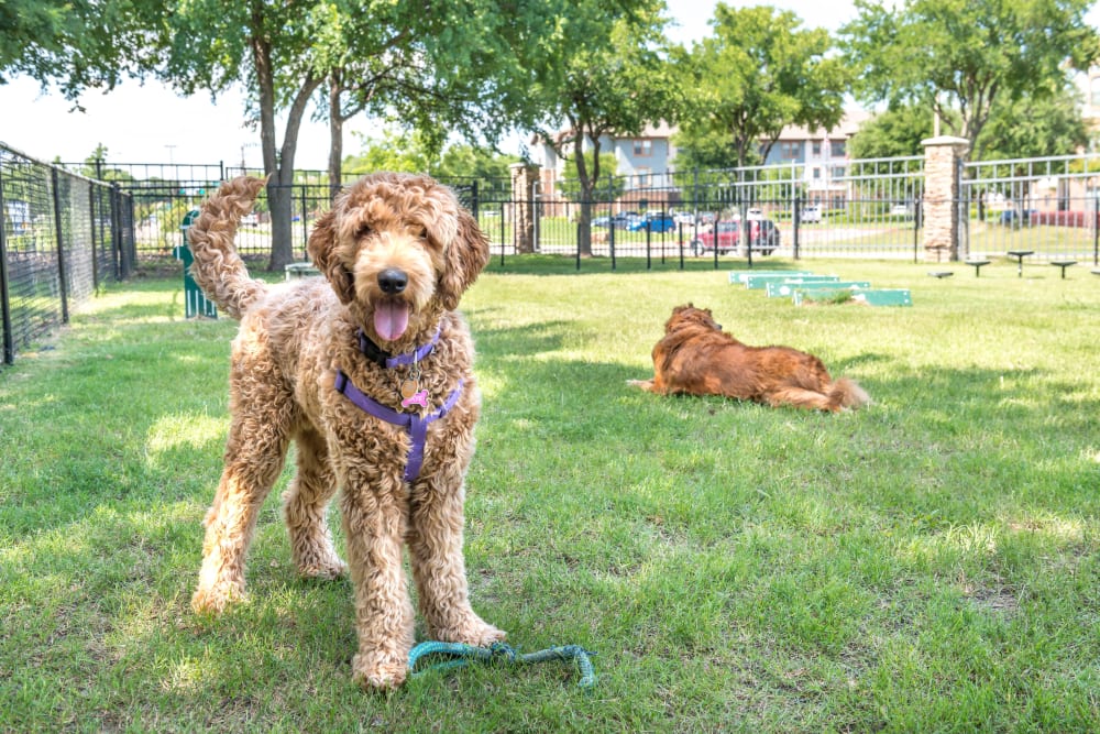 Dogs enjoying their time at the onsite bark park at Olympus Stone Glen in Keller, Texas