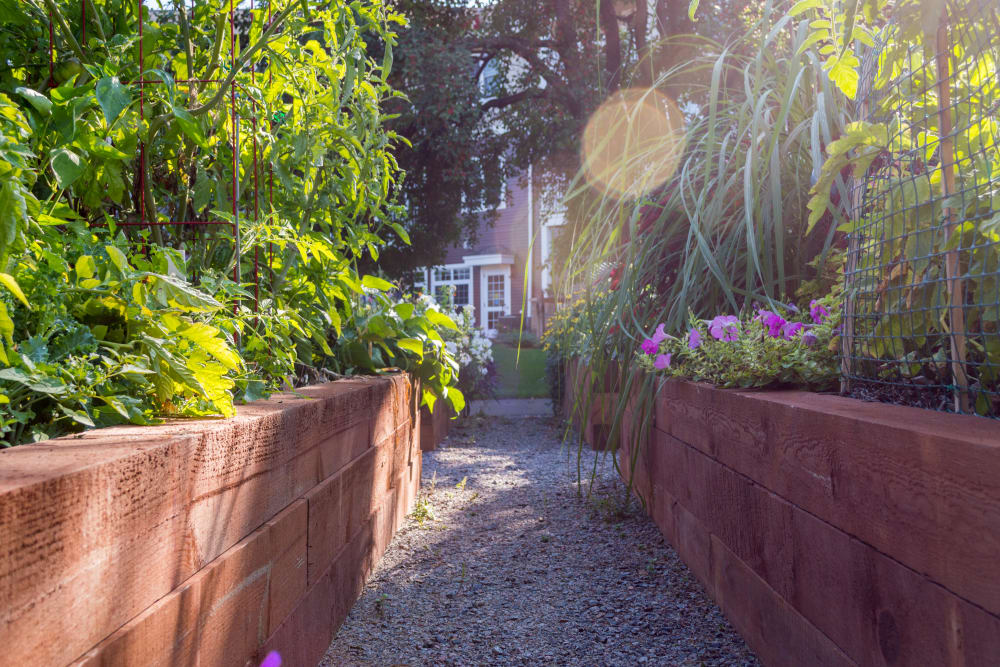 Resident gardens at Applewood Pointe of Shoreview in Shoreview, Minnesota. 