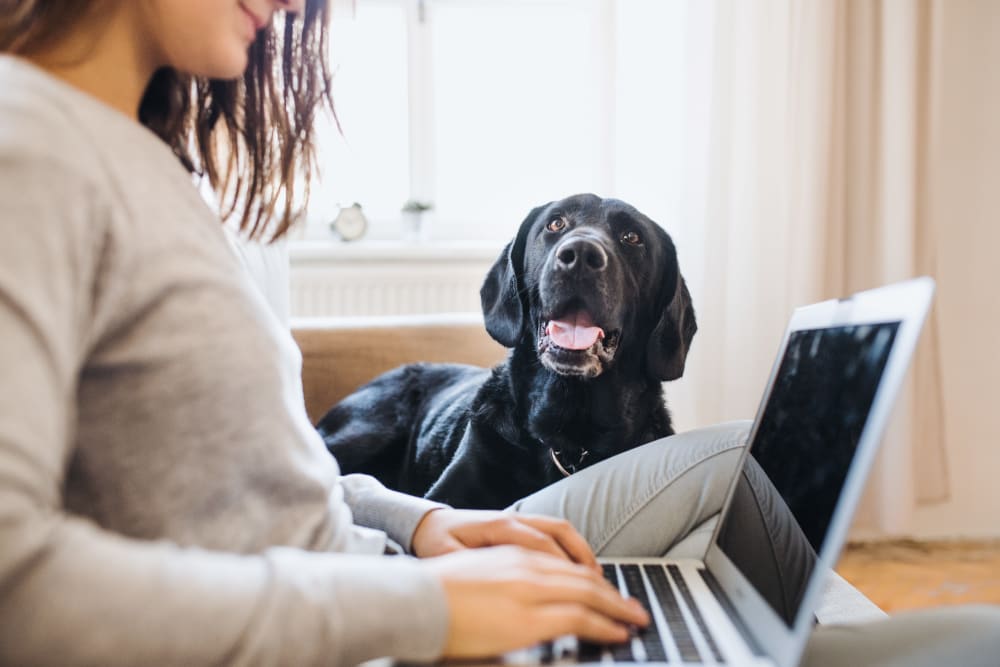 Women working from home with her furbaby at The Larstrand in New York, New York