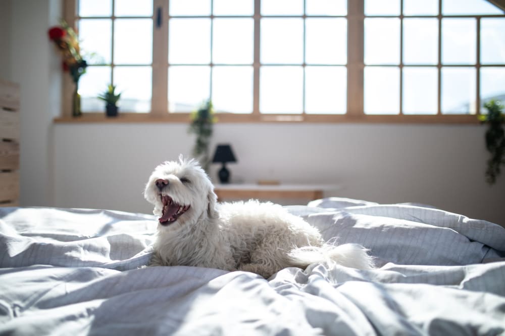 Dog laying on the bed at Avia McCormick Ranch Apartments in Scottsdale, Arizona