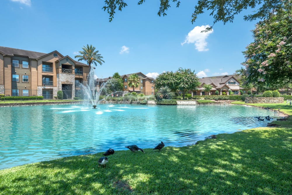 Birds enjoying some shade along the edge of the pond at The Ranch at Shadow Lake in Houston, Texas