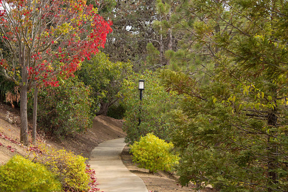 Beautiful trail through the woods at Sterling Heights Apartment Homes in Benicia, California