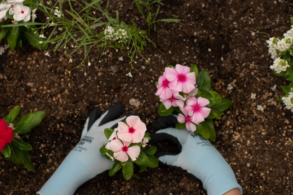 Flower garden at Pennington Gardens in Chandler, Arizona