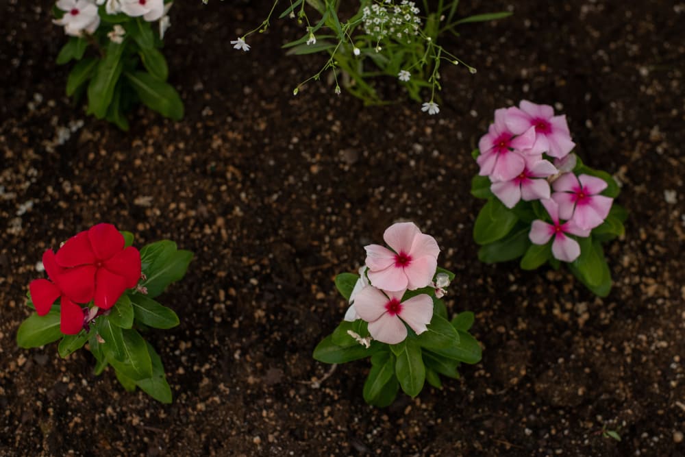 Planted flowers at Pennington Gardens in Chandler, Arizona