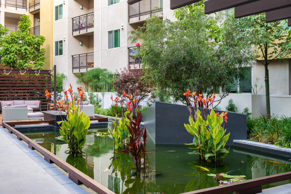 Koi pond at Fusion Apartments in Irvine, California