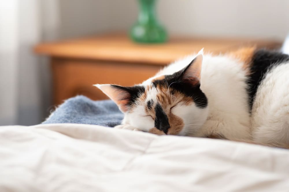 Cat sleeping on a bed at UNCOMMON Oxford in Oxford, Mississippi