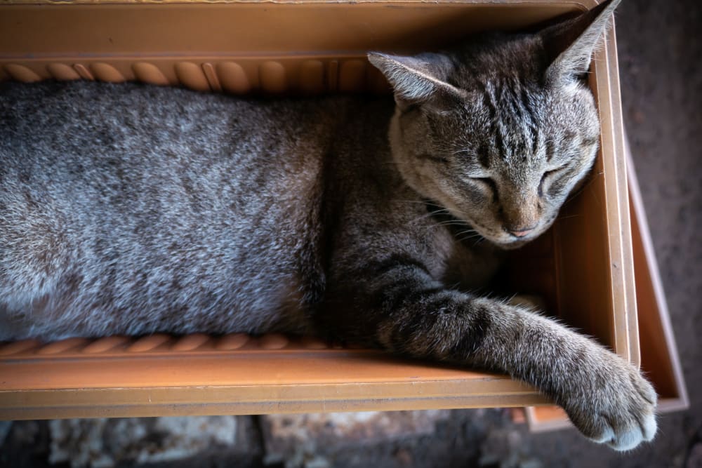 A cat relaxing in a pot at Artisan Living Bella Citta in Davenport, Florida