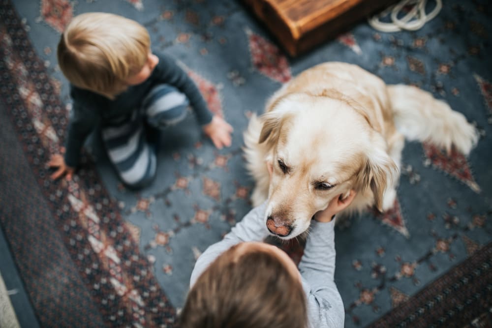 Children petting a dog at Artisan Living Bella Citta in Davenport, Florida