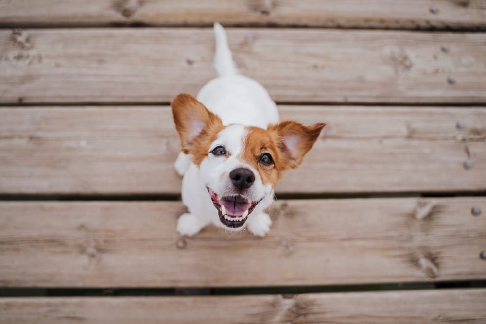 Happy dog at City View Apartments in Nashville, Tennessee