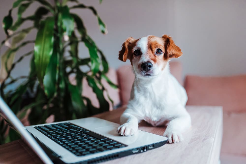 Dog laying on computer at City View Apartments in Nashville, Tennessee