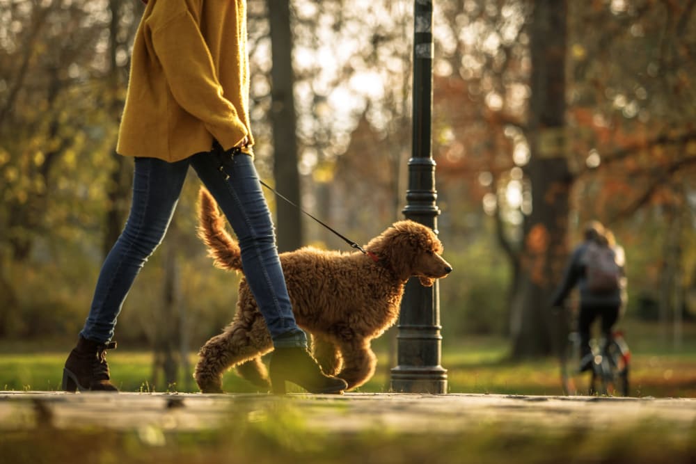 Resident walking his dog in a local park near 17th Street Lofts in Atlanta, Georgia