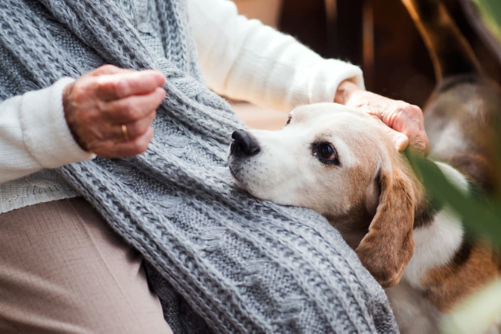 Small dog getting pet by a senior at Truewood by Merrill, Bradenton in Bradenton, Florida