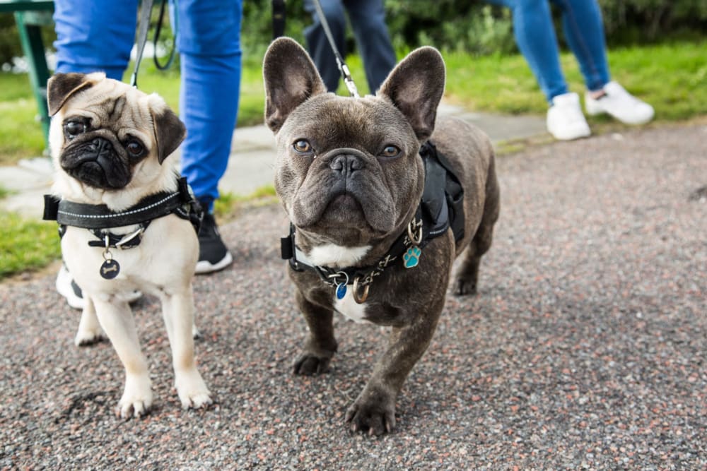 Dogs walking with their owners on a trail near Lakeview Residences in Aurora, Illinois