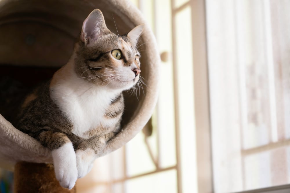 Cat sitting in a cat tree at Lakeview Residences in Aurora, Illinois