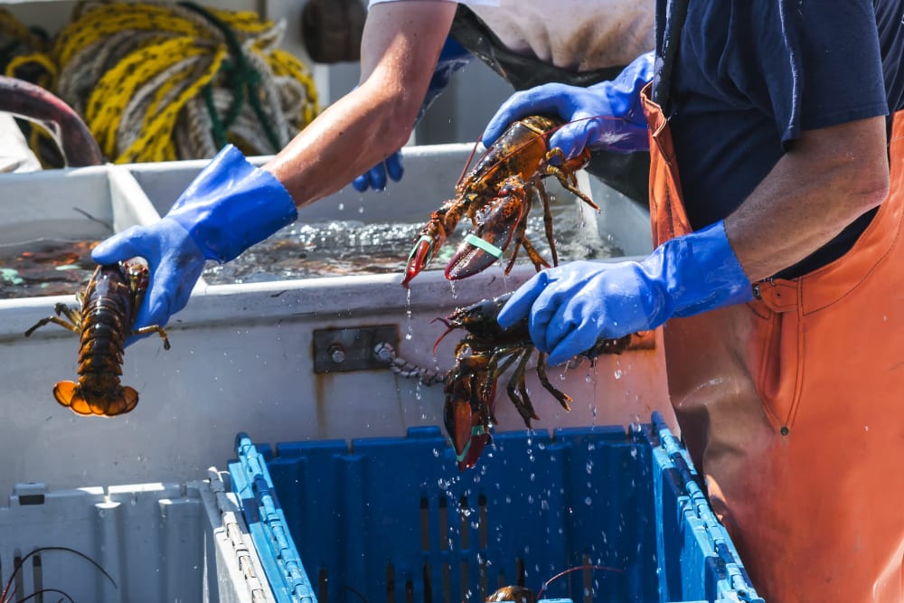 Fishmongers prepping seafood for a local market near The Beacon at Gateway in Scarborough, Maine