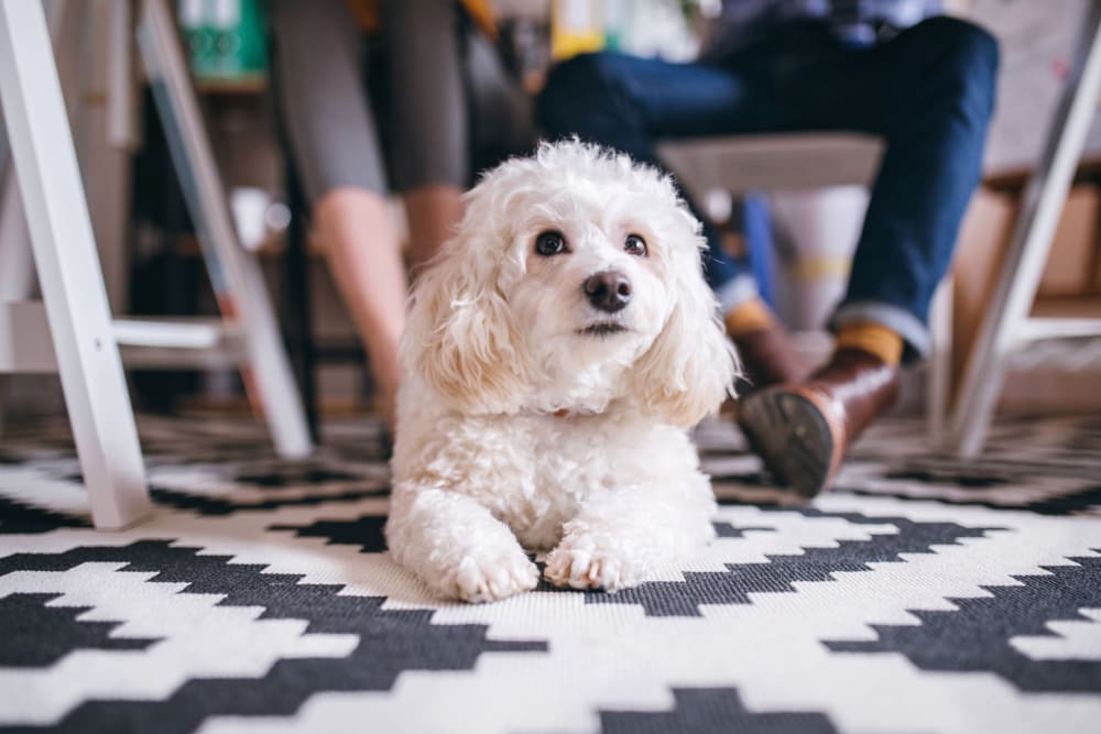 Happy dog at Leisure Manor Apartments in Sacramento, California