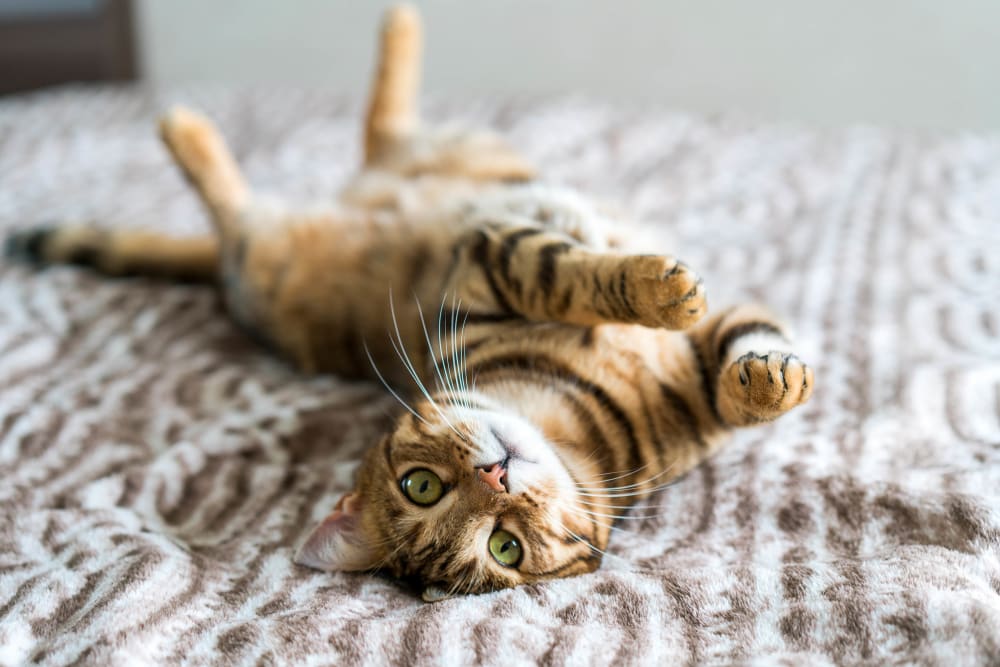 Cat laying on a couch at The Heritage at Boca Raton in Boca Raton, Florida