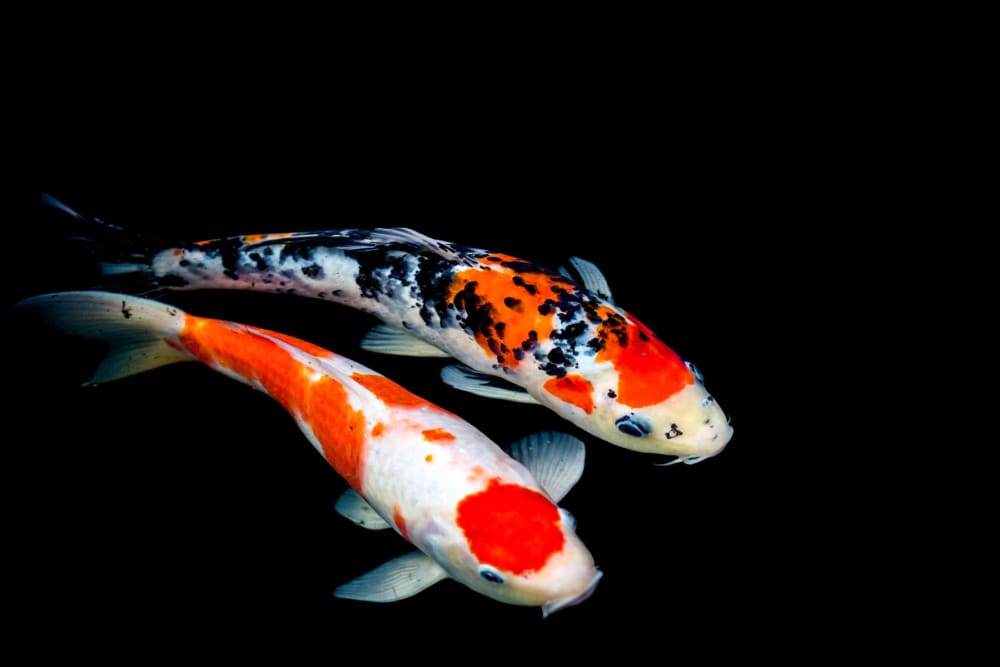 Koi in a pond at Sunset Barrington Gardens in Los Angeles, California