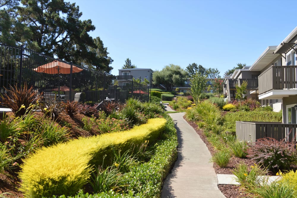 Lush vegetation and walking paths outside resident buildings at Pleasanton Heights in Pleasanton, California