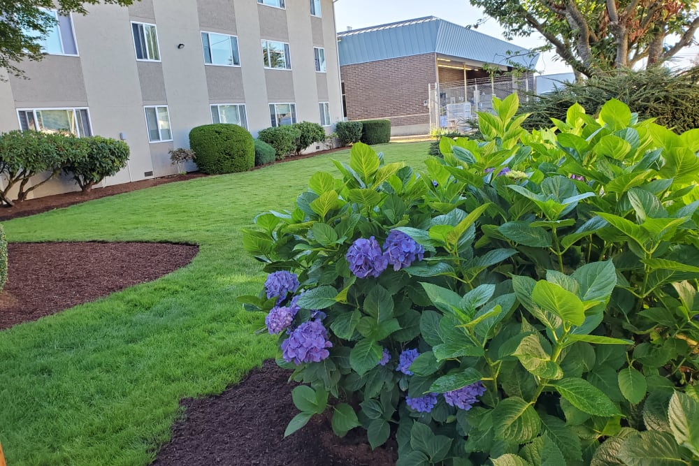 Lush landscaping at Ebey Arms Apartments in Marysville, Washington